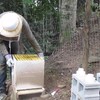 Bijen worden piswoest