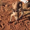 Milly de mini kangoeroe