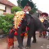 Olifant deelt uit