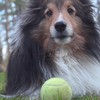 Hond versus bal