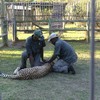 Cheeta valt verzorger aan