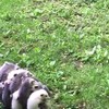 Baby buidelratjes op pad
