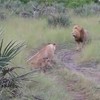 Leeuwenjongen proberen papabrul