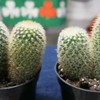 Gekkie eet 10 cactussen