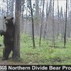 Kijk dansende beren