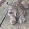 Lynx laat zijn brul horen