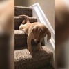 Lieve pup vindt trap maar eng