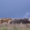 Leeuw denkt een nijlpaard aan te kunnen