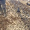 Honden helpen op het land