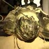 Rare Giant Turtle Killed in Gaza