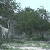 Witte giraffe op beeld