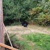 Beren uit de tuin jagen