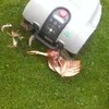 Robotmaaier versus kip
