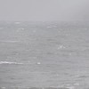 Bultrug bezoekt Maasvlakte
