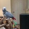 Petra de papegaai zit te kutten