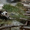 Panda's zijn onhandigste beesten ooit