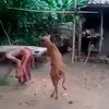 Koe op twee poten