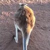 Oude kangoeroe is met pensioen