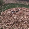 Pup flipt in de blaadjes