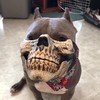 Hond met masker