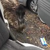 Emu helpt met boodschappen uitpakken