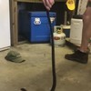 Zwarte adder in je garage