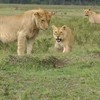 Grofgebekte mangoest versus leeuwen