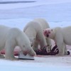 IJsberen voetballen met spycam