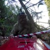 Chewbacca in de kano