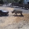 Neushoorn aanvalcompi