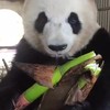 Panda heeft honger