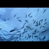 Tuna Fishing op BBC2 South Pacific