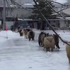 Alpaca wijst de weg