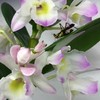 Insect op een orchidee