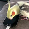 De Samsung vogel