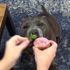 Uitleg: Je hond gezond laten eten