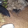 Spinnetje eet kakkerlak