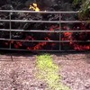 Lava in Hawaii versus auto
