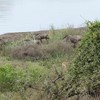 Nijlpaarden schieten hun achterachterneefje te hulp