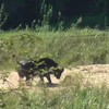Buffel beschermt hagedisvriendje