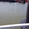 Rotterdamse haven loopt vol olie