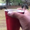 Kolibri's aan de zuip