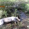 Bewusteloze hond in het veld