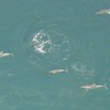 Dolfijnen in de Noordzee