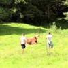 Koe gespot in Oostenrijk