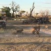 Leeuwin beschermt kind tegen groep wilde honden