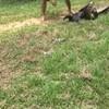 Dorpelingen redden hondje van python