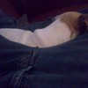 Hond wil terug naar asiel
