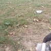 Minivarken sloopt pitbull