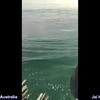Witte haaien versus dolfijn